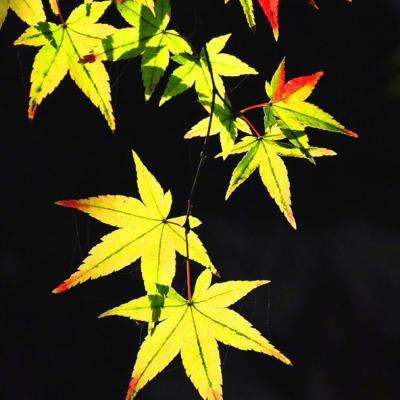 熊猫娱乐appapp下载